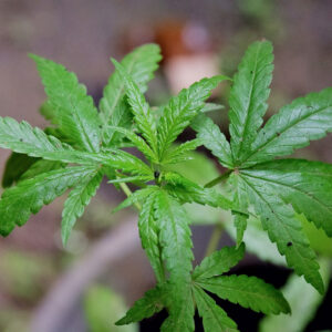 thc vape cannabis plant